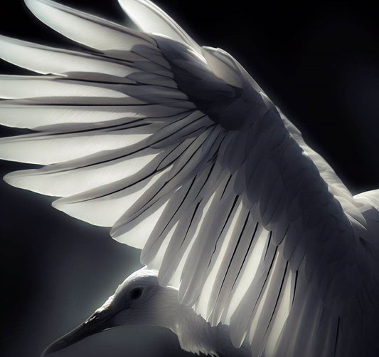 Wings of Elegance: The Majestic Siberian Crane